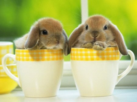 Догляд за декоративними кроликами: основні правила утримання, секрети