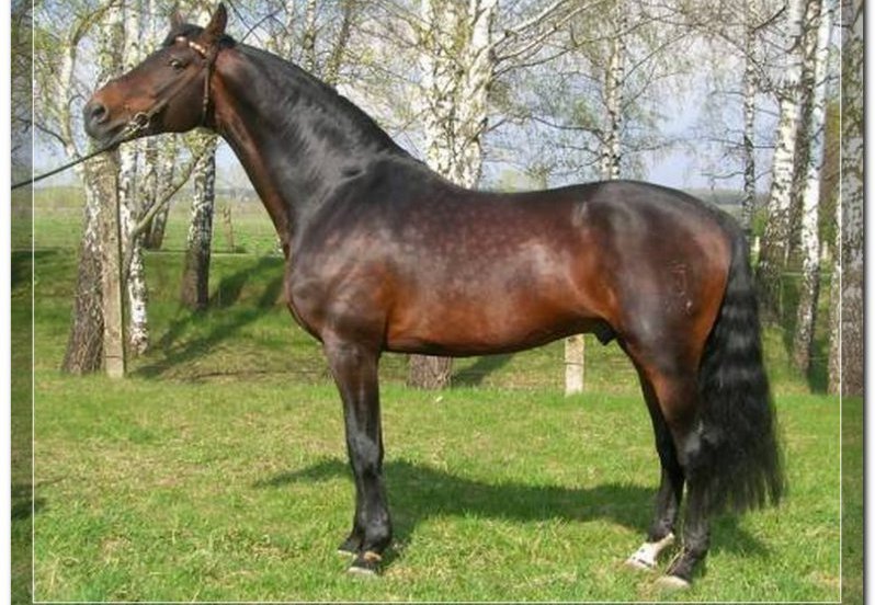 Особливості голштинської породи коней з фото