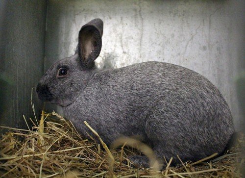 Кролики породи сріблястий: опис, разведенеие, зміст