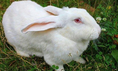 Опис породи і догляд за кроликами велетнями