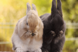Як лікується хвороба кроликів мокра мордочка?