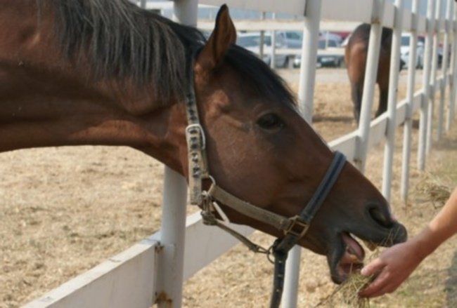 Правильне годування коней   з чого складається