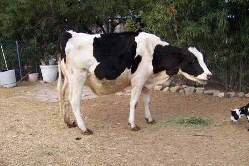 У корови стрептодермія: симптоми, лікування, профілактика
