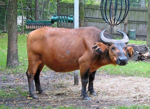 Целебесский карликовий буйвол (Аноа): огляд, фото