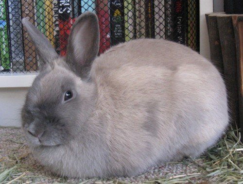 Все про кроликів від народження до забою: характеристика, інформація