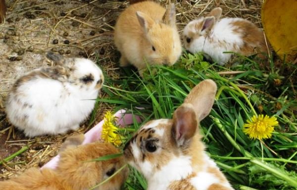 Чим і як вигодувати кроленят без кролиці