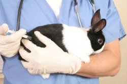 Особливості риніту у кроликів
