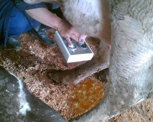 Як визначити і вилікувати серозний мастит у корів