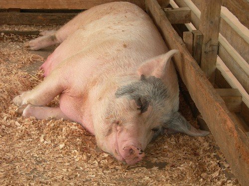 Опорос свиней в домашніх умовах: ознаки, календар