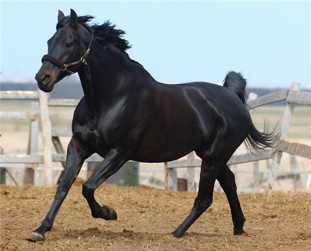 Переваги Кабардинской породи коней з описом