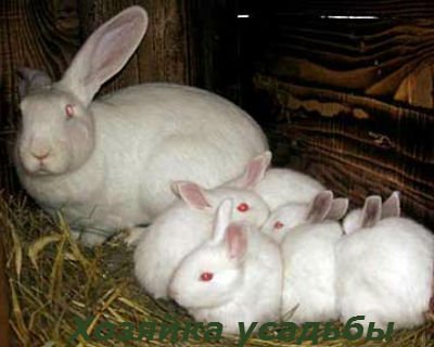 Утримання і розведення кроликів в домашніх умовах для початківців.