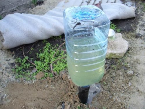 Крапельний полив огірків: пластикові пляшки своїми руками, фото