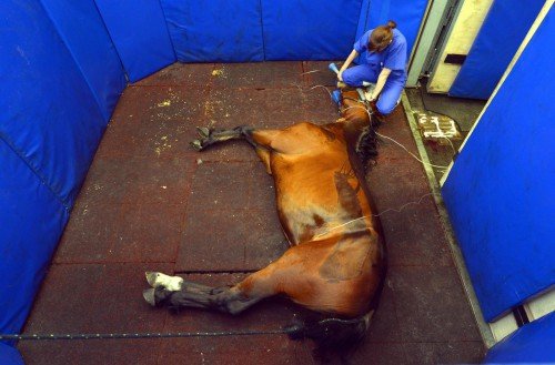 Хвороби коней: симптоми, лікування, препарати