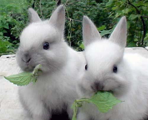 Годування кроликів взимку і влітку   види кормів