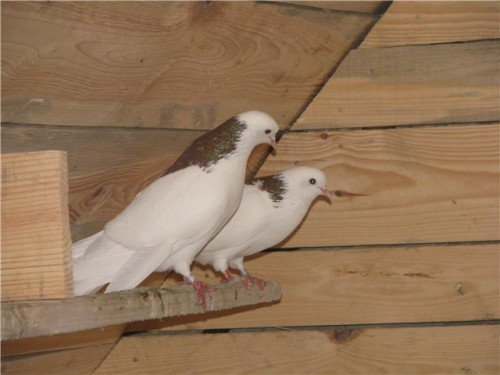 Високольотні голуби гривуны: огляд породи, фото