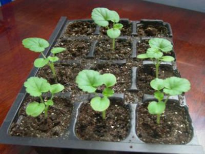 Пеларгонія з насіння, вирощування в домашніх умовах.