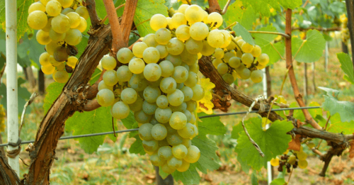 Опис технічних сортів винограду: Ізабелла, Каберне