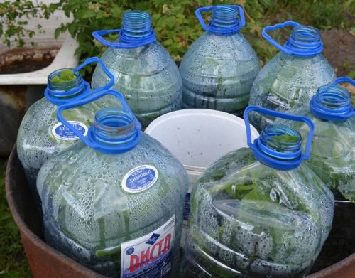 Посадка та вирощування огірків в 5 літрових пляшках