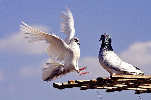 Пакистанські високольотні голуби: фото, опис породи