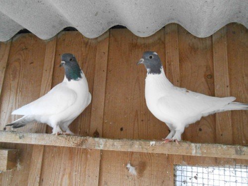 Іранські бойные голуби: опис породи з Ірану, фото