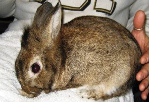 Які хвороби кроликів небезпечні для людини?
