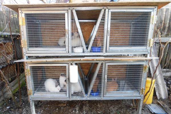 Як збудувати клітки для кроликів Золотухіна по кресленню
