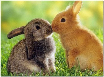 Розведення кроликів в ямах   особливості та особливі фактори