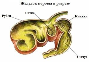 Симптоми і лікування атонії передшлунків у корови