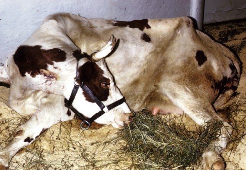 Хвороби суглобів у корів і телят: опухлі