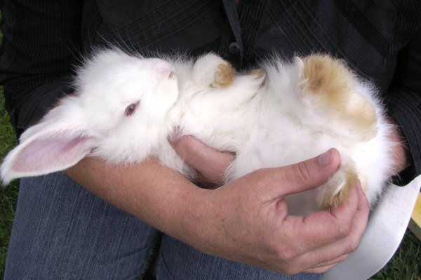 Чим і як вигодувати кроленят без кролиці