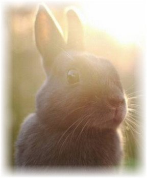 Хвороби вух у кроликів, їх профілактика, симптоми і лікування.