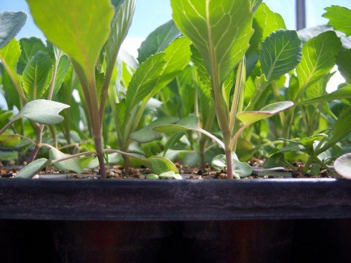 Посадка капусти на розсаду: вирощування в домашніх умовах