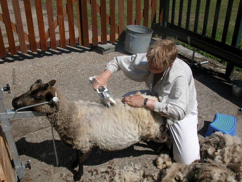 Стрижка овець: як правильно стригти і яким інструментом