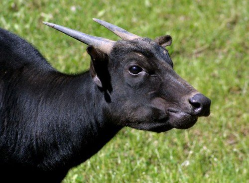 Карликовий (низькорослий) буйвол: опис породи