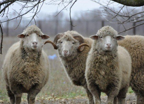 Вівці взимку: вміст, годування, скільки потрібно сіна