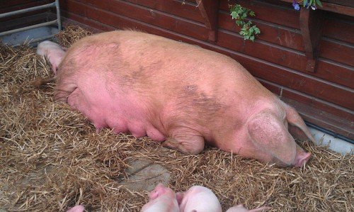 Опорос свиней в домашніх умовах: ознаки, календар
