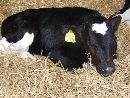 Отелення корови і прийом теляти: все про пологи, як народжує