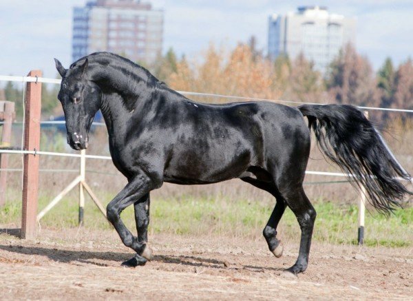 Опис і гідності Карачаевской породи коней
