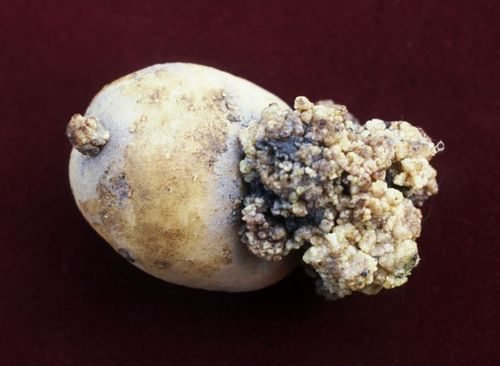 Рак бульб картоплі (група грибів): чим небезпечно для людини