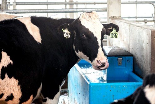 Поїлки та годівниці для корів: випоювання телят