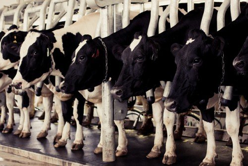 Як доїти корову: ручний та апаратний способи