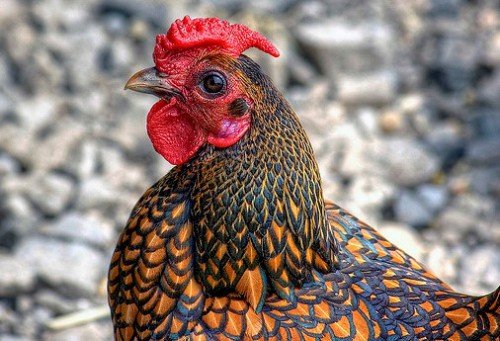 Опис породи курей Виандот: сріблястий, золотистий