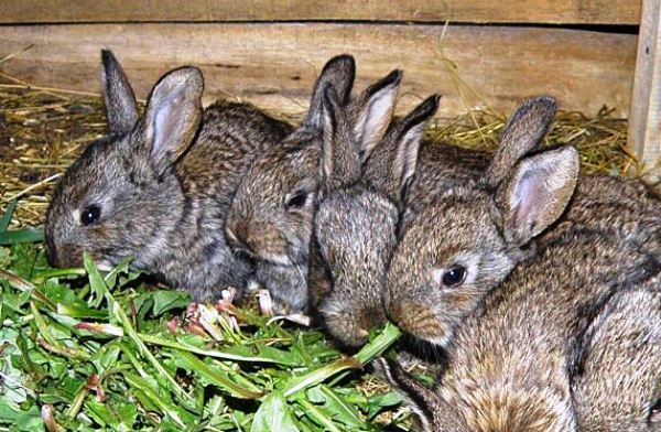 Лікування здуття живота у кроликів