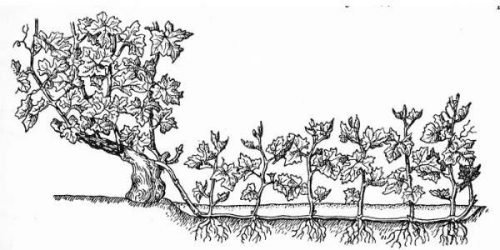 Розмноження винограду повітряними відведеннями