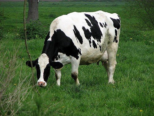 Класифікація маститу у корів: серозний, прихований, геморагічний