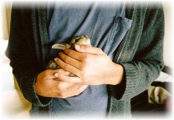 Правильне привчання кролика до лотка і до рук