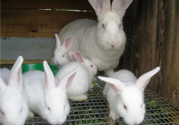Порода кролів Білий велетень: опис і переваги