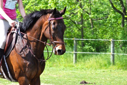 Найдорожча кінь у світі: скільки коштує, опис породи