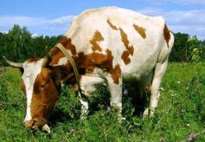 Як лікувати здуття або тимпанию рубця корови