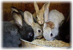 Особливості годівлі кролів в домашніх умовах